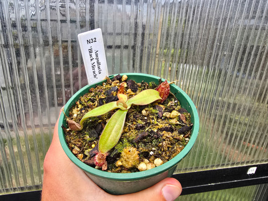 Nepenthes ampullaria 'Black Miracle' - Lowland Tropical Pitcher Plant