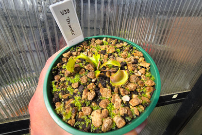 Dionaea muscipula 'Dracula' - Venus Fly Trap