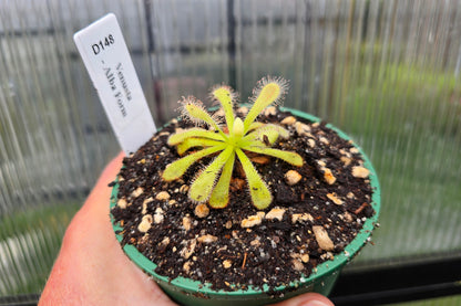 Drosera venusta - Alba Form - The Elegant Sundew