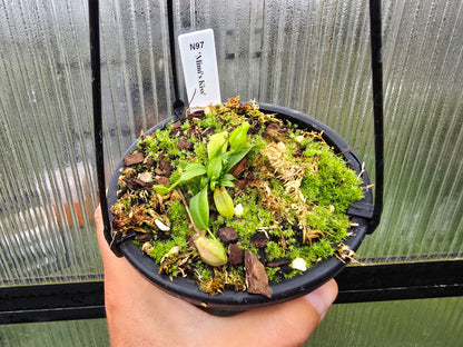 Nepenthes 'Mimi's Kiss' - Highland Tropical Pitcher Plant