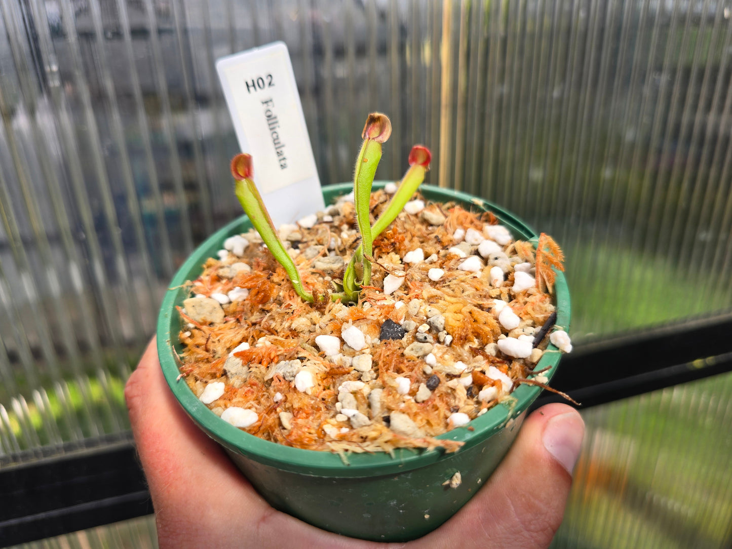 Heliamphora folliculata - Sun Pitcher