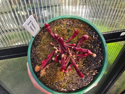 Sarracenia psittacina x purpurea - American Pitcher Plant