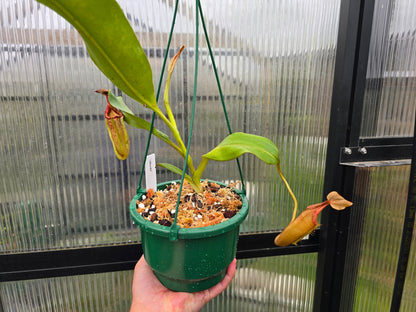 Nepenthes 'Allardii' - Intermediate Tropical Pitcher Plant