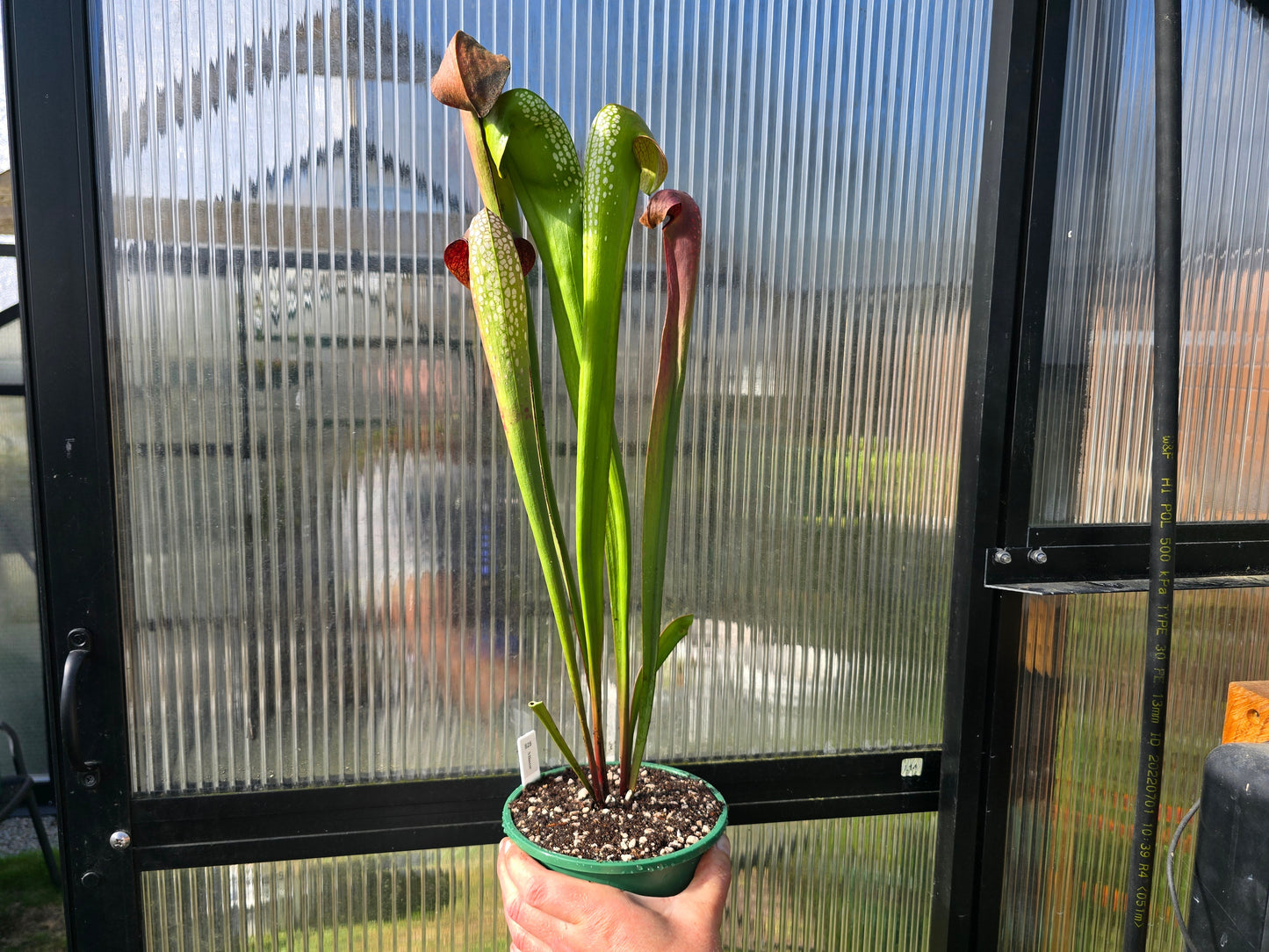 Sarracenia minor - Hooded Pitcher Plant