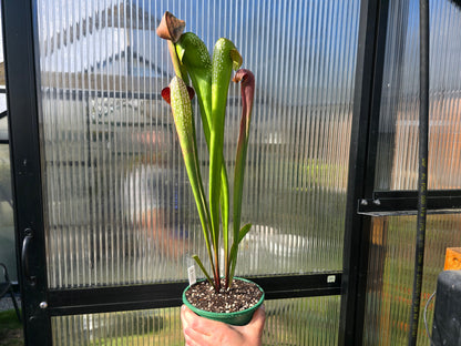 Sarracenia minor - Hooded Pitcher Plant