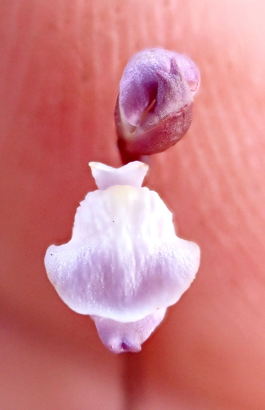 Utricularia deliculata (Chatham Island, NZ) - Terrestrial Bladderwort