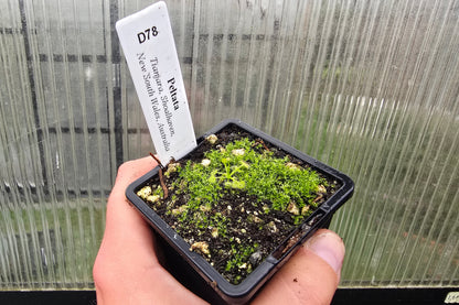 Drosera peltata (Tianjara, Shoalhaven, New South Wales, Australia) - Tuberous Sundew