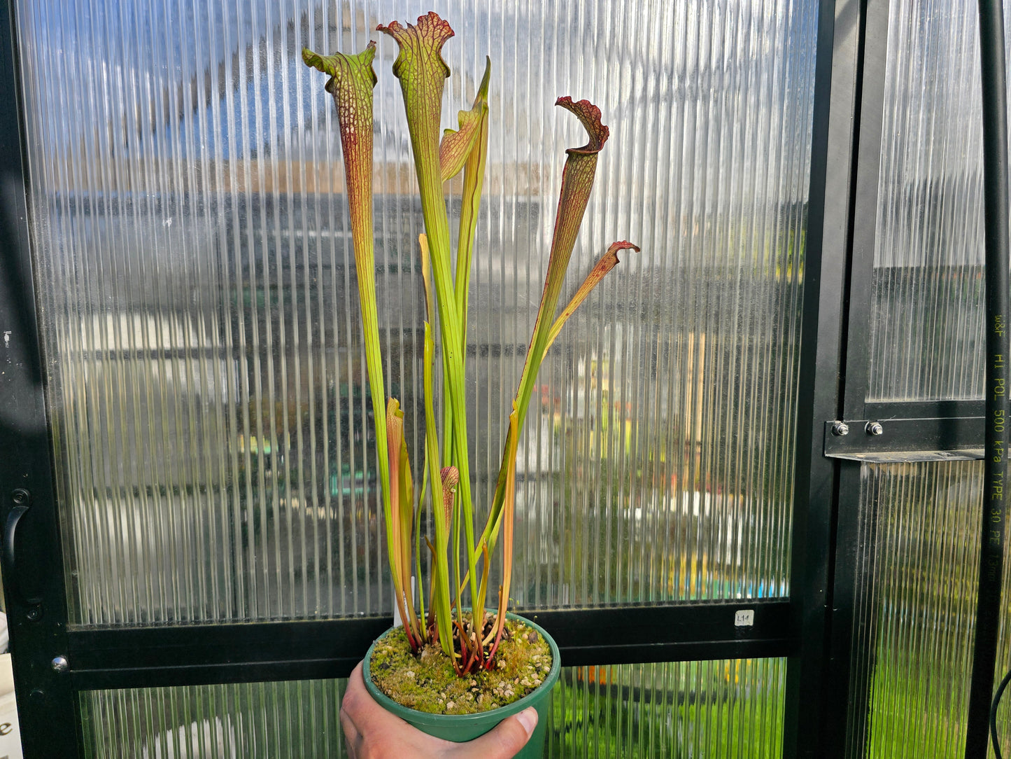 Sarracenia 'Readii' - American Pitcher Plant
