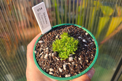 Utricularia dichotoma (Esperance, Western Australia) - Terrestrial Fairy Aprons Bladderwort
