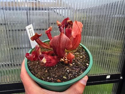 Sarracenia 'Chelsonii' - Maroon Form - American Pitcher Plant