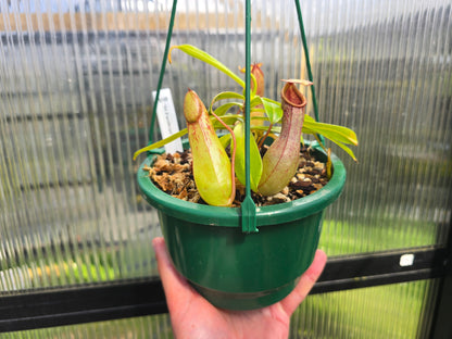 Nepenthes 'St Pacificus' - Intermediate Tropical Pitcher Plant