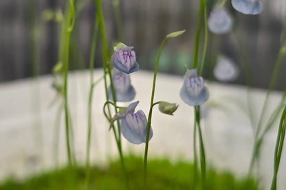 Utricularia graminifolia - Grass-Leaved Tropical Bladderwort