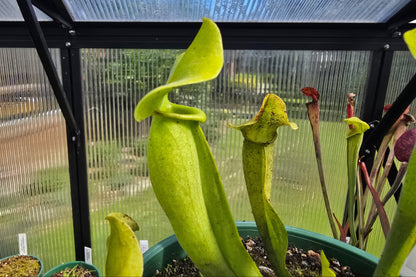 Sarracenia alata - Viridescens Form x purpurea - American Pitcher Plant