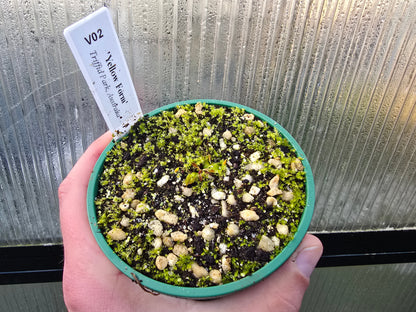Dionaea muscipula 'Yellow Form' - Venus Fly Trap