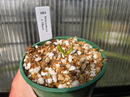 Heliamphora heterodoxa x minor - Sun Pitcher