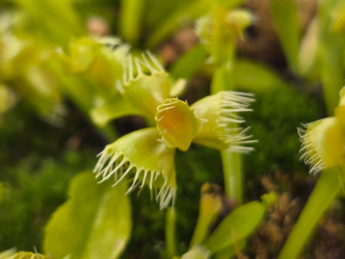 Dionaea muscipula 'Autokrator' - Venus Fly Trap