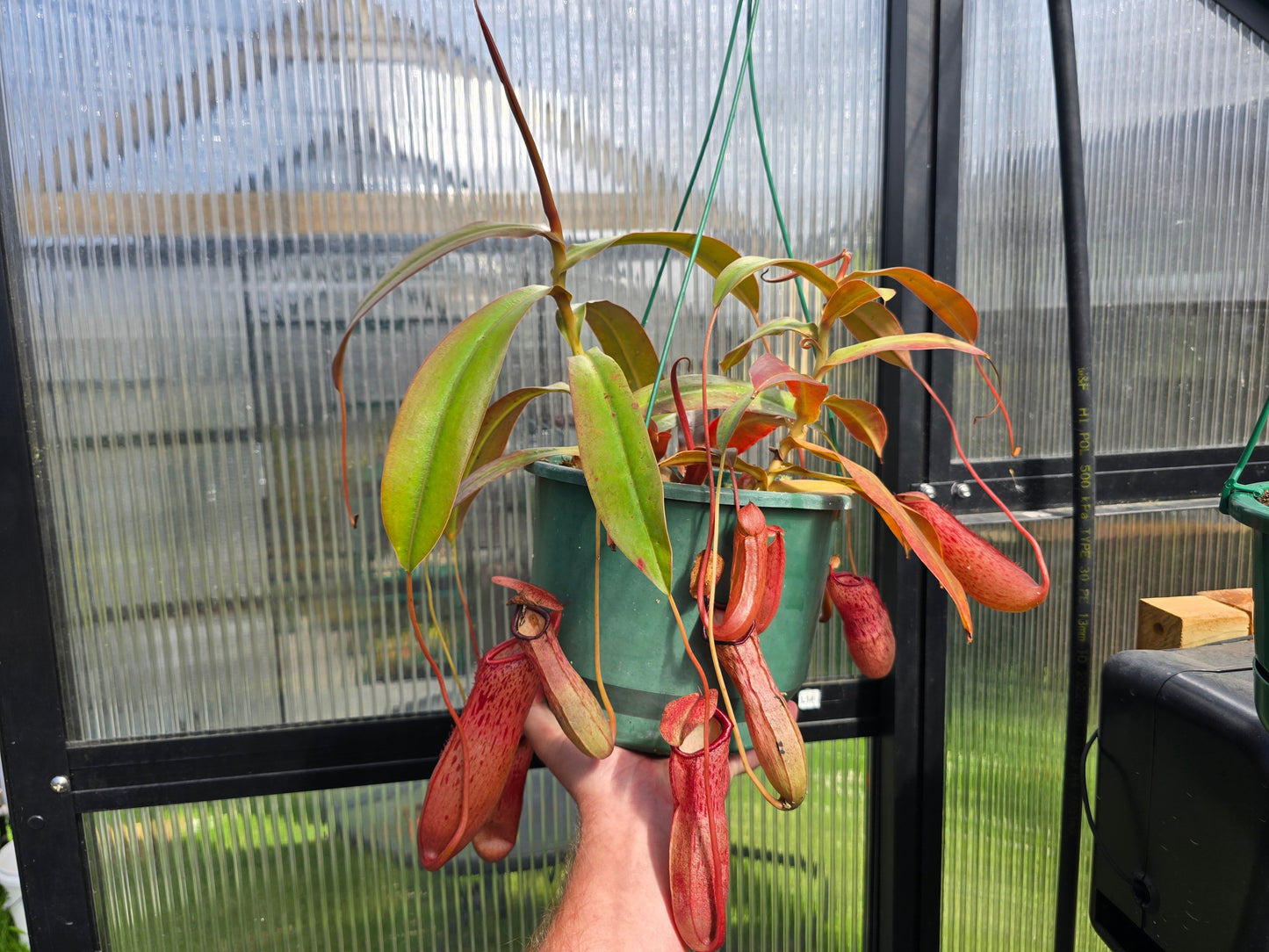 Nepenthes sibuyanensis x 'Gothica' - Intermediate Tropical Pitcher Plant