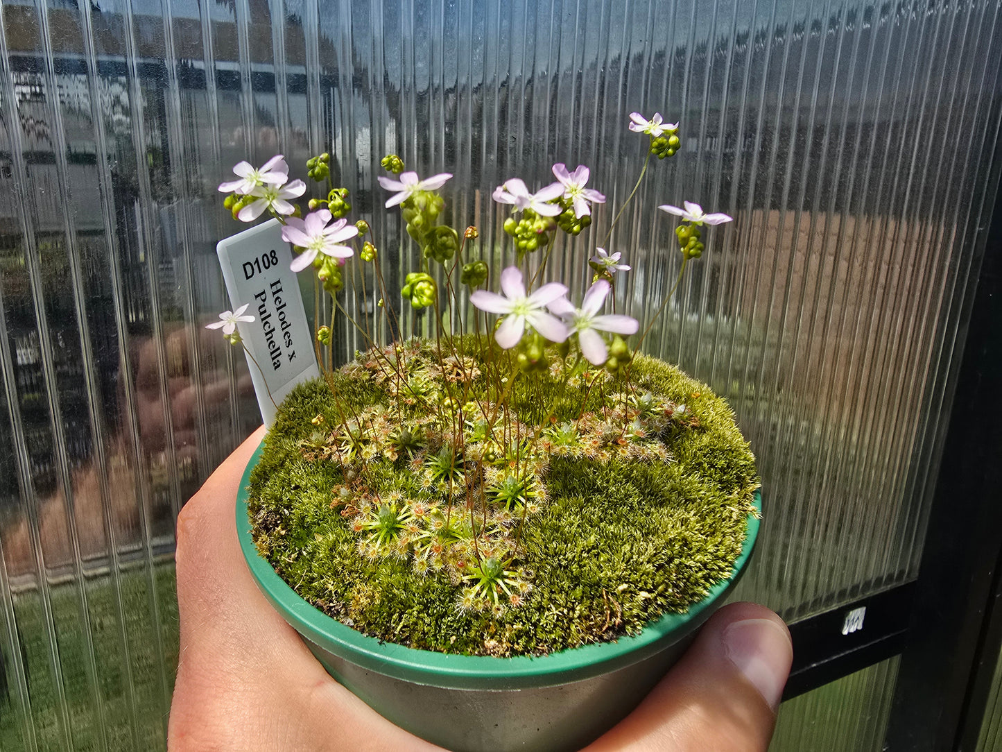 Drosera helodes × pulchella - Pygmy Sundew