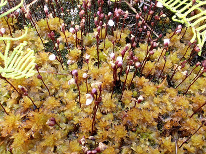 Utricularia deliculata (Chatham Island, NZ) - Terrestrial Bladderwort