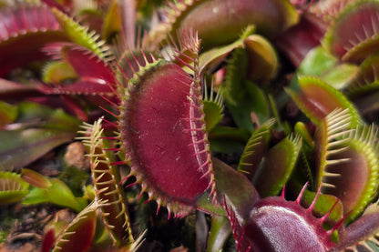 Dionaea muscipula 'Akai Ryu' "Red Dragon" - Venus Fly Trap
