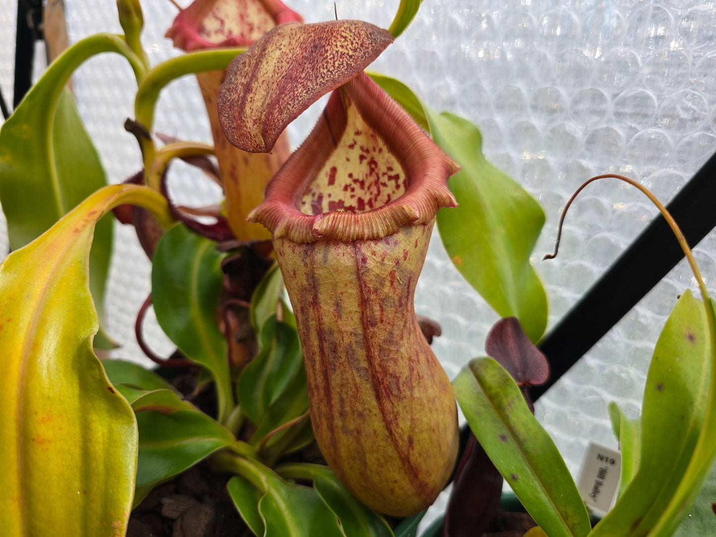 Nepenthes 'Malani' - Highland Tropical Pitcher Plant