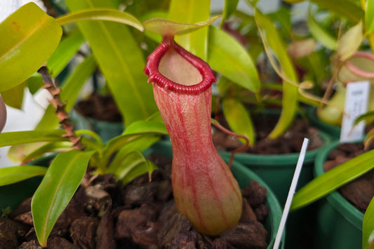 Nepenthes ventricosa (Female) - Highland Tropical Pitcher Plant