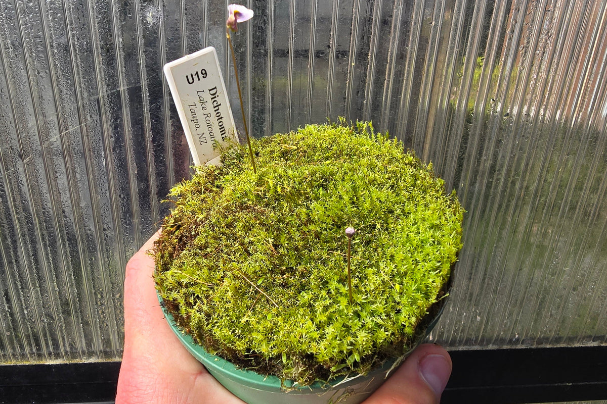 Utricularia dichotoma - Central N.I. Montane Form (Lake Rotoaira, Taupo, NZ) - Terrestrial Bladderwort