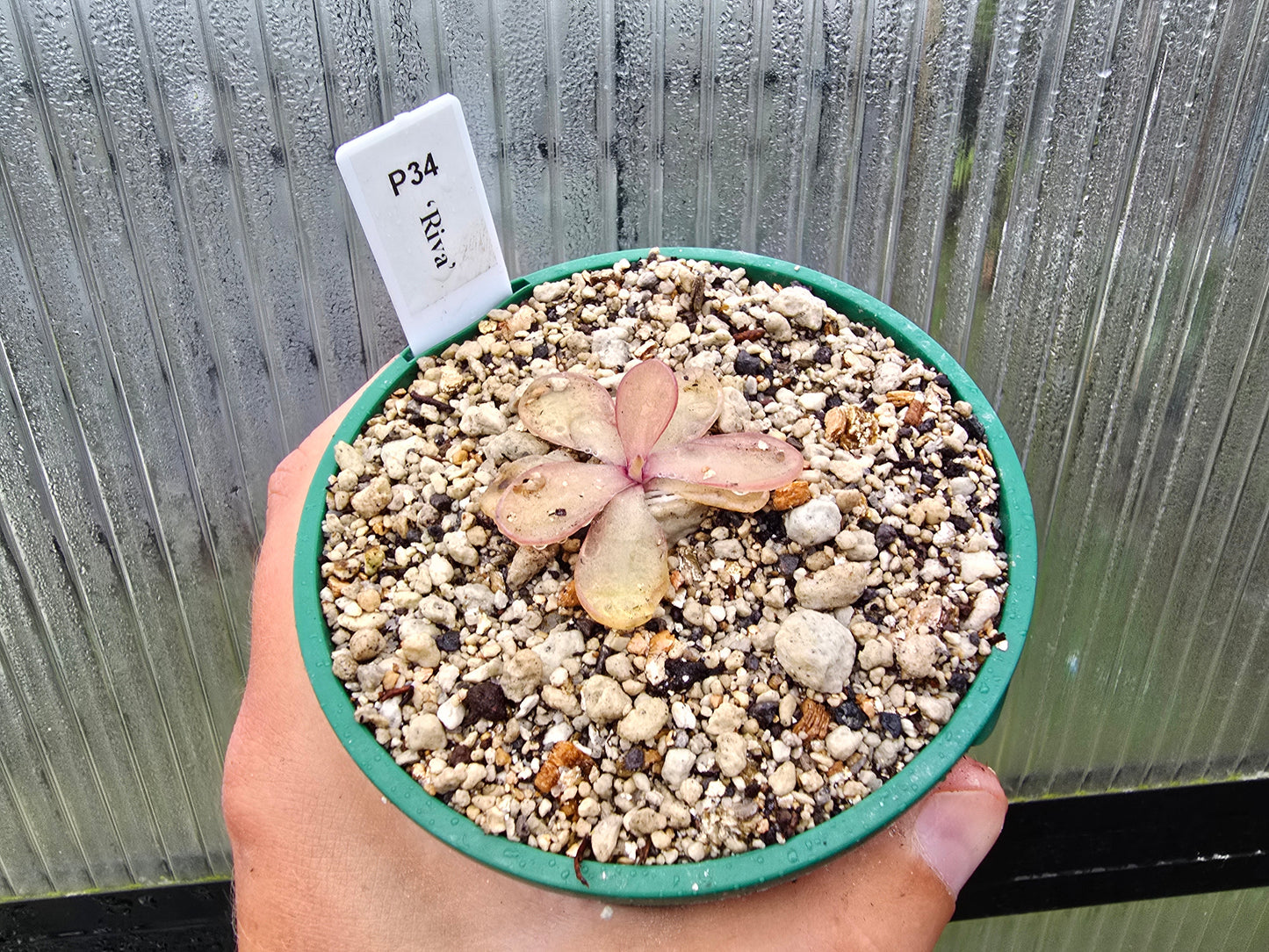 Pinguicula 'Riva' - Mexican Butterwort
