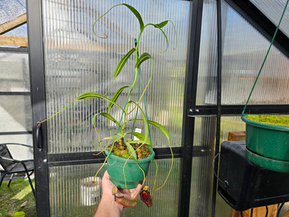 Nepenthes ventricosa x ovata - Highland Tropical Pitcher Plant