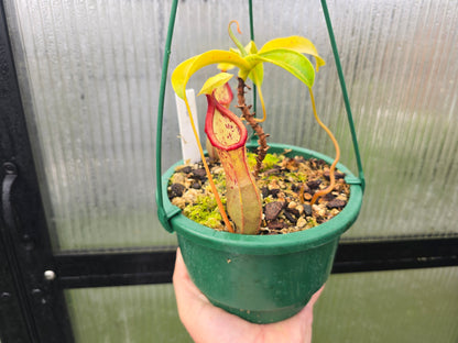 Nepenthes 'Syurga' - Highland Tropical Pitcher Plant