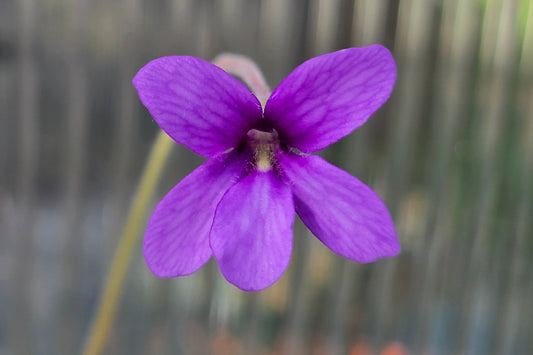 Pinguicula 'Red Starfish' - Mexican Butterwort