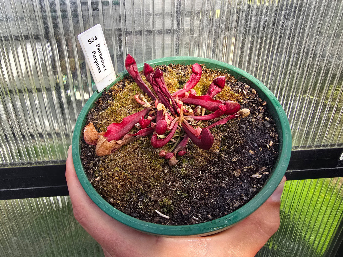 Sarracenia psittacina x purpurea - American Pitcher Plant