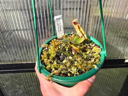Nepenthes lvb x veitchii 'Candy Dreams' - Intermediate Tropical Pitcher Plant