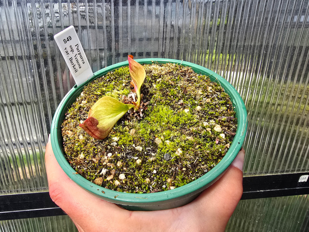 Sarracenia purpurea ssp. venosa var. burkeii - Purple Pitcher Plant