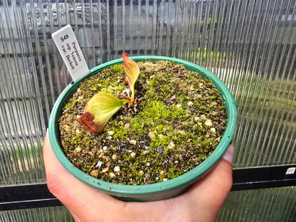 Sarracenia purpurea ssp. venosa var. burkeii - Purple Pitcher Plant