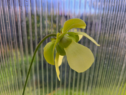 SEED - Sarracenia alata x oreophila (Texas, USA) - American Pitcher Plant - 10+ Per Packet