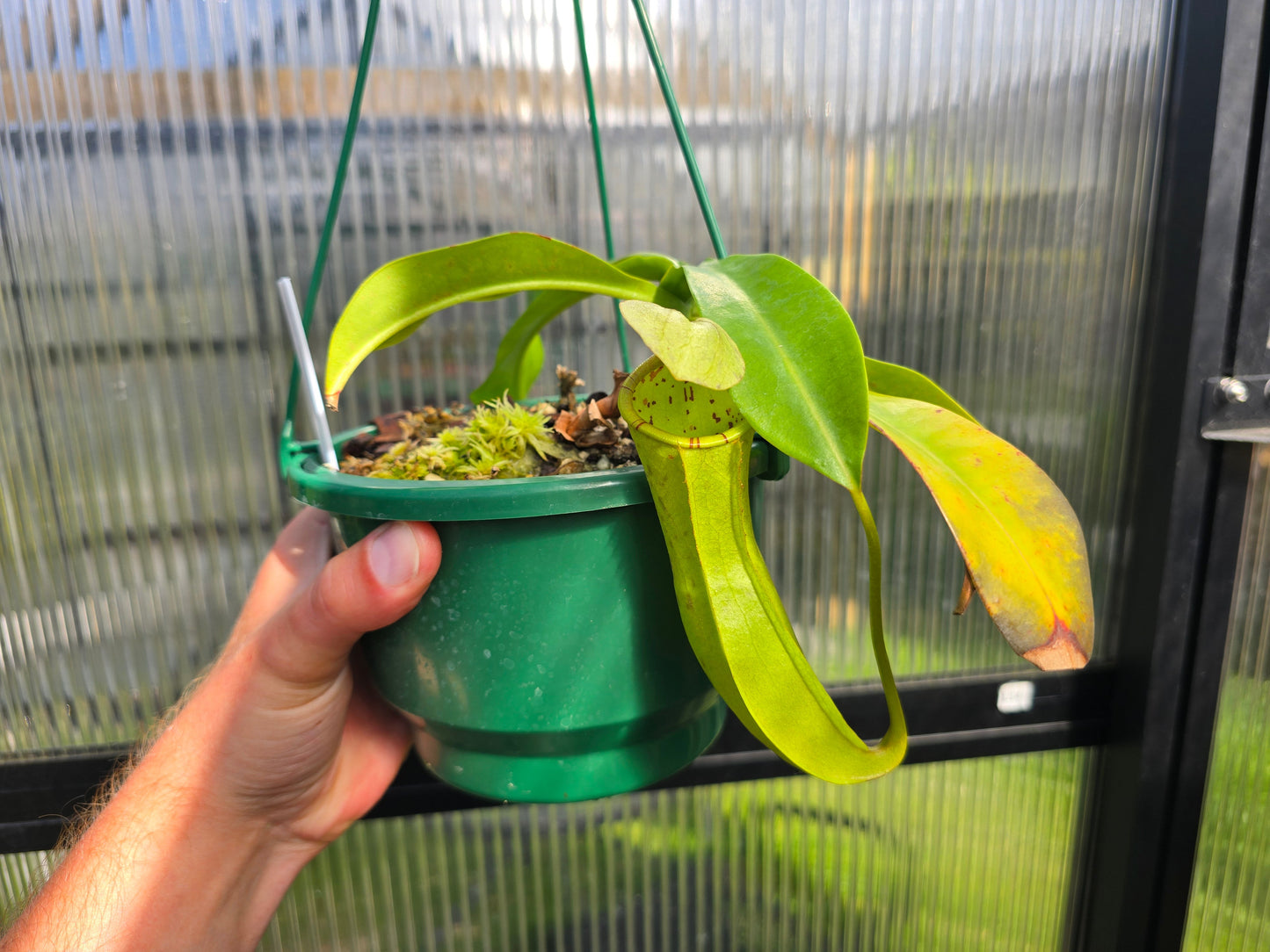 Nepenthes burbidgeae x reinwardtiana - Intermediate Tropical Pitcher Plant