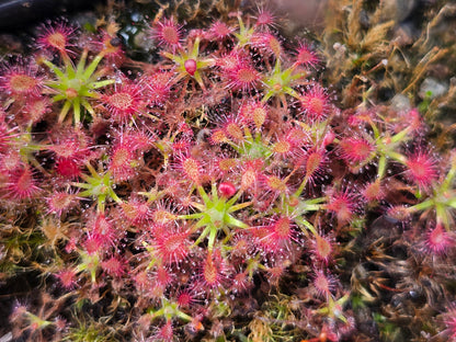 Drosera mannii x omissa - Pygmy Sundew