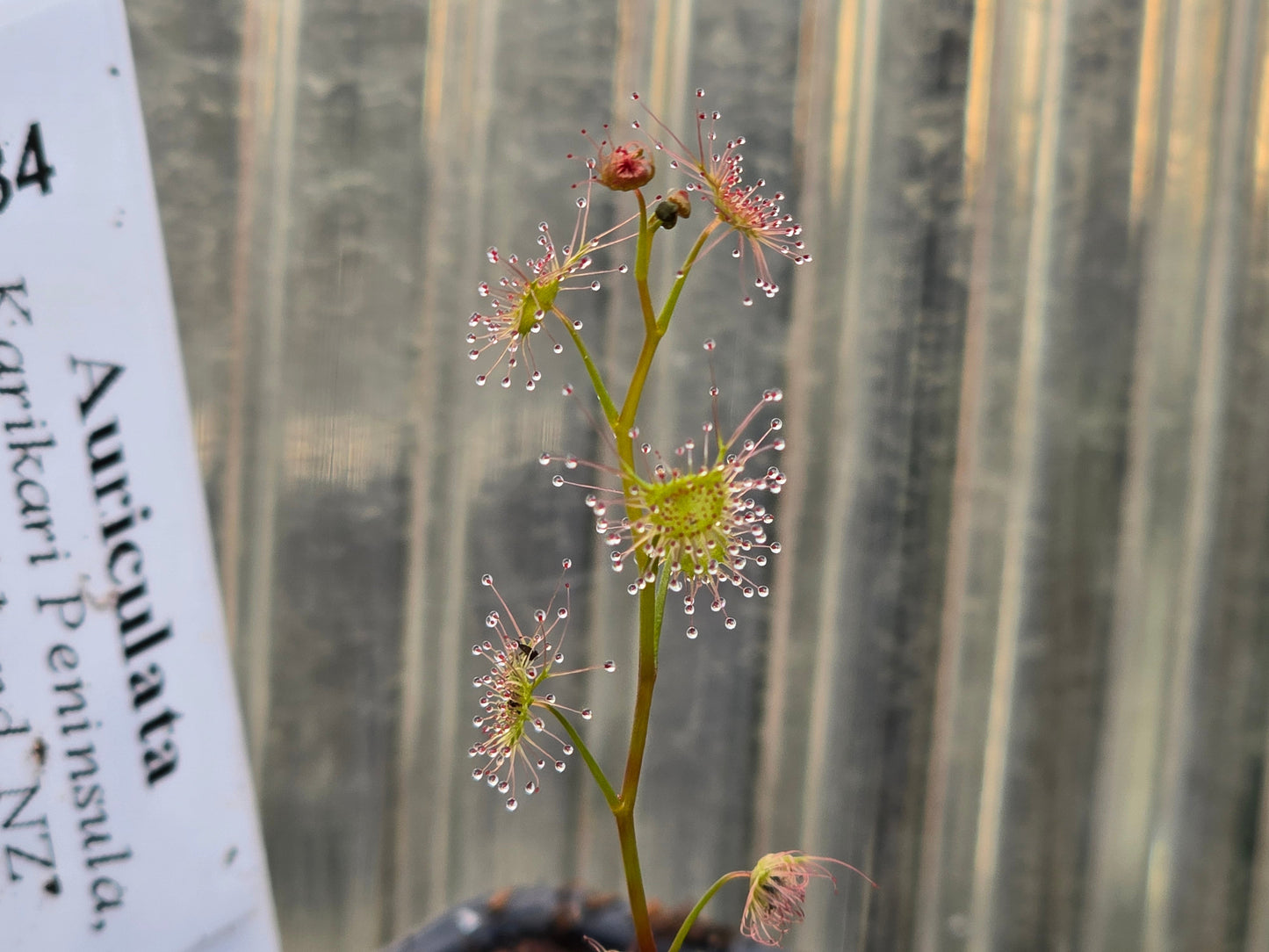 Drosera auriculata (Karikari Peninsula, Northland, NZ) - Tuberous Sundew