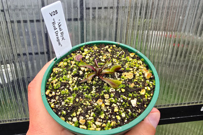 Dionaea muscipula 'Akai Ryu' "Red Dragon" - Venus Fly Trap