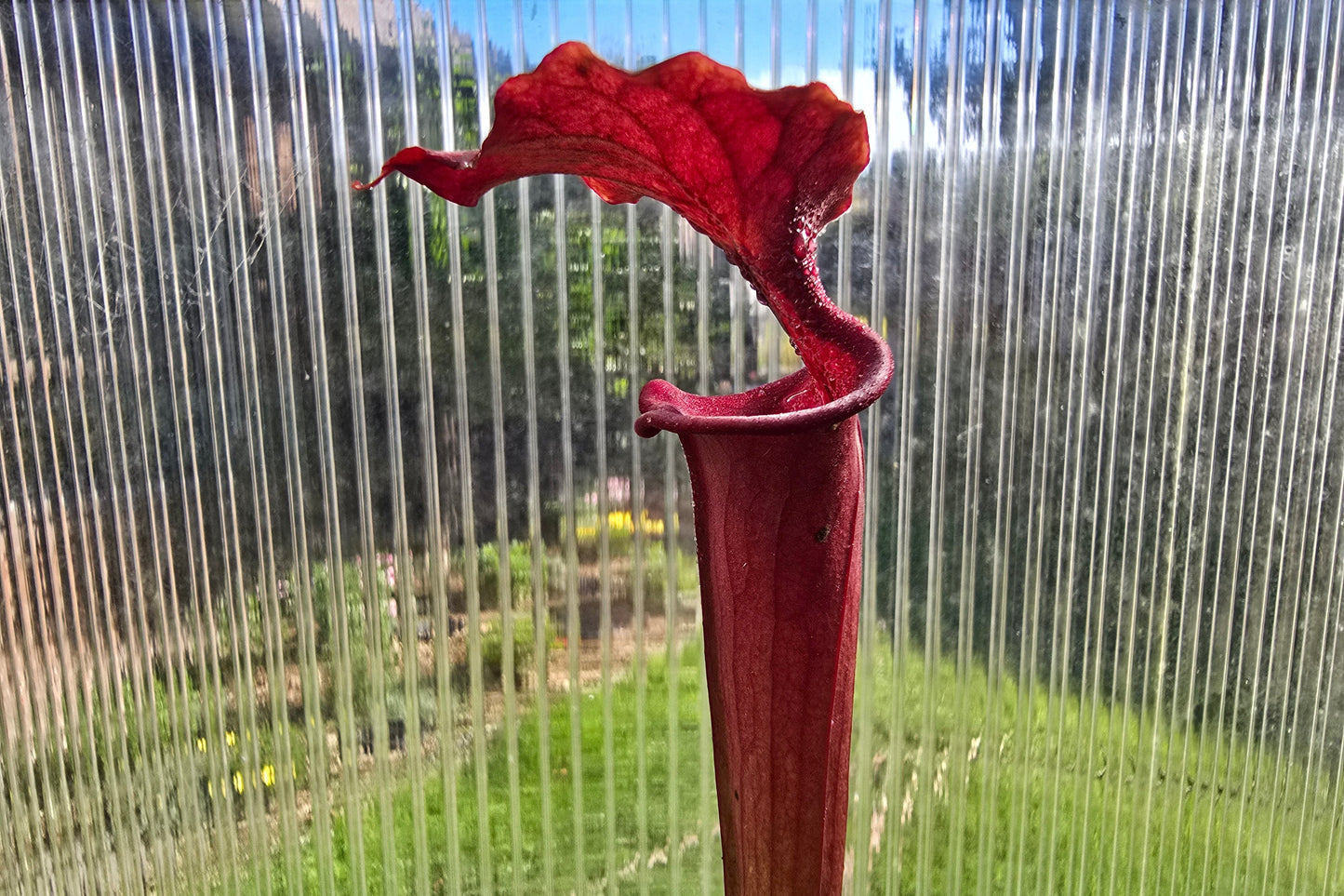 Sarracenia 'Moorei' "Timothy King" x flava var. atropurpurea "Don Schnell" - American Pitcher Plant