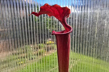 Sarracenia 'Moorei' "Timothy King" x flava var. atropurpurea "Don Schnell" - American Pitcher Plant