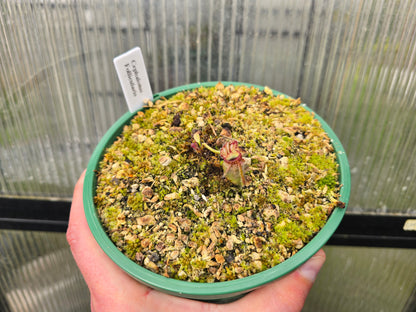 Cephalotus follicularis - Australian Pitcher Plant