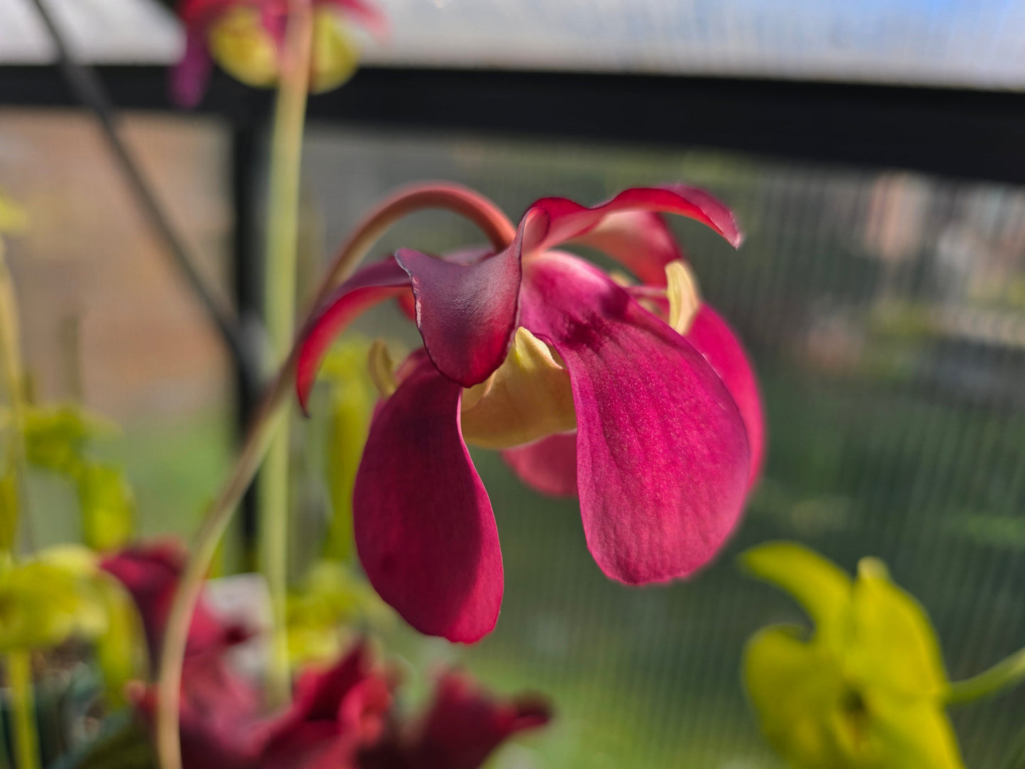 Sarracenia purpurea ssp. venosa