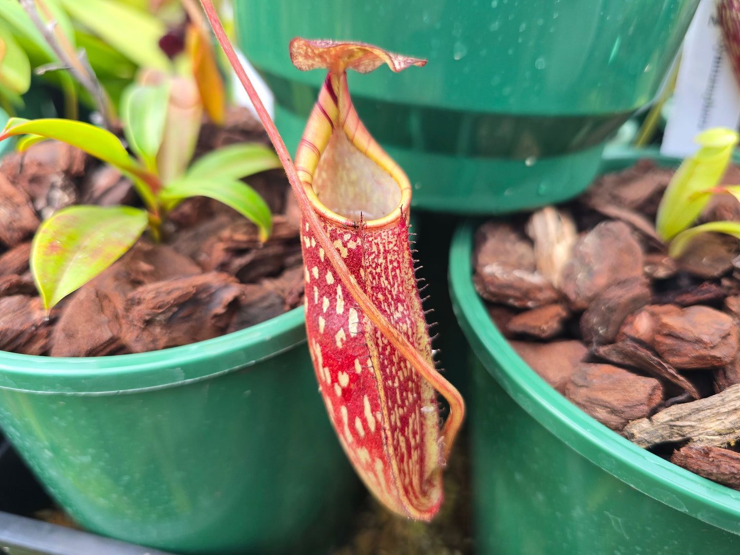 Nepenthes maxima x spectabilis - Intermediate Tropical Pitcher Plant