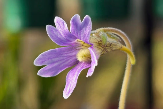 Pinguicula caerulea (Wakulla County, Florida, USA) - Warm Temperate Blue Butterwort