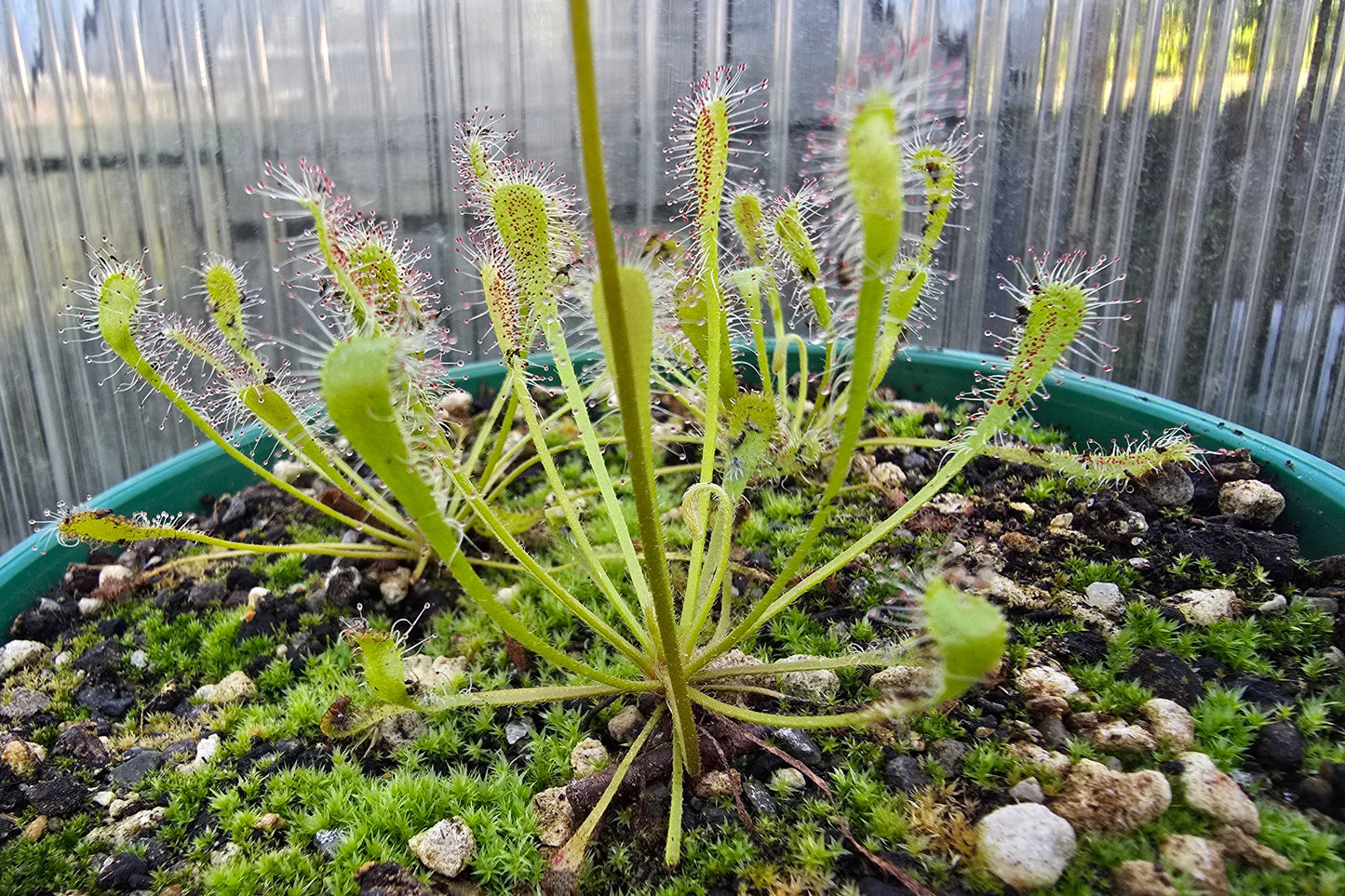 Drosera nidiformis - The Nestle Leafed Sundew
