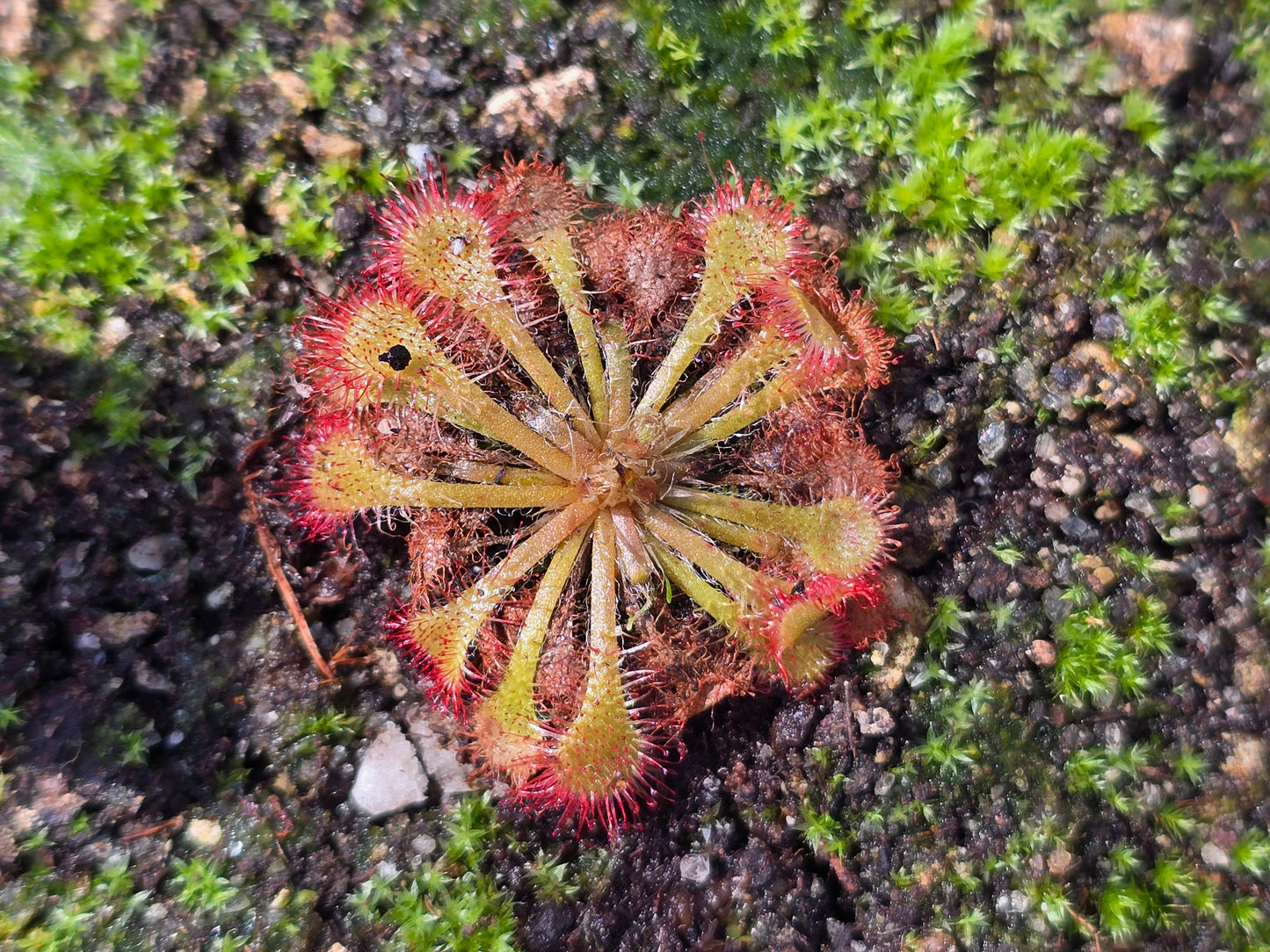 Drosera capillaris - The Pink Sundew