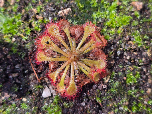 Drosera capillaris - The Pink Sundew