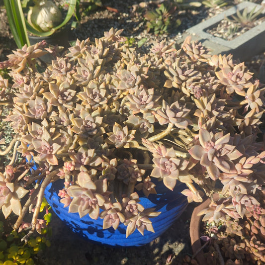 Graptopetalum Paraguayense | Ghost Plant